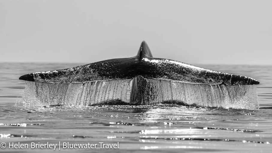 Baja Ultimate Whale Safari Trip Report 2024 - image Baja Ultimate Whale Safari Trip Report 2024 - image