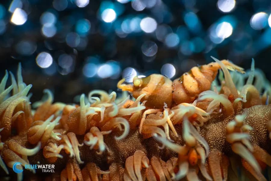 Dumaguete Trip Report 2024 - image Dumaguete Trip Report 2024 - image