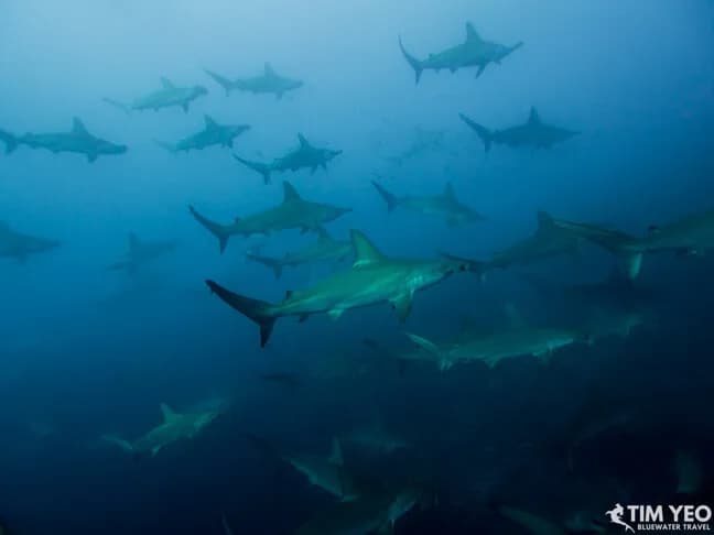 Dive Insurance - An Essential Piece of Equipment - image Dive Insurance - An Essential Piece of Equipment - image