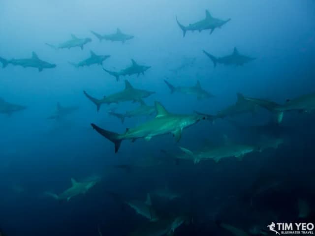 Dive Insurance - An Essential Piece of Equipment Dive Insurance - An Essential Piece of Equipment