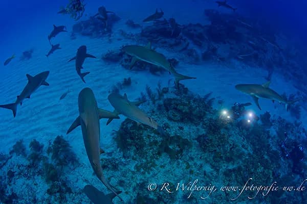 Bahamas Master - New Cabin Updates! - image Bahamas Master - New Cabin Updates! - image