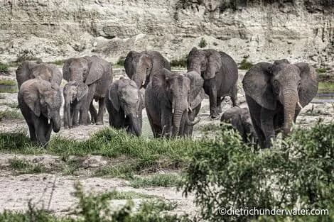 African Safaris | Land - image African Safaris | Land - image