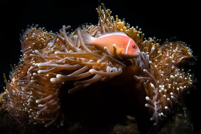 Top 6 Diving Destinations for Macro Photography Top 6 Diving Destinations for Macro Photography