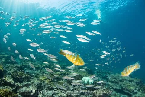 Underwater Photography at Snorkeling Depths - image Underwater Photography at Snorkeling Depths - image