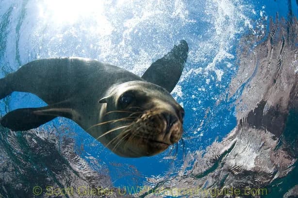 The Best of Baja California Scuba Diving - image The Best of Baja California Scuba Diving - image