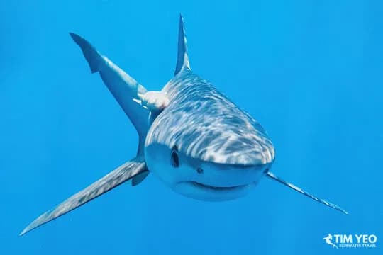 Cabo Marine Life Safari - image Cabo Marine Life Safari - image