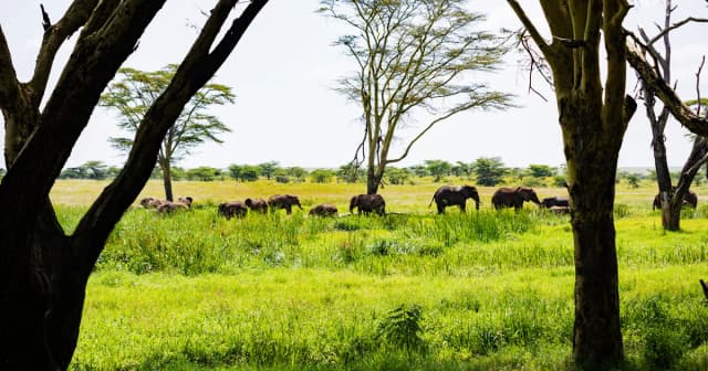Tanzania Safari Packages Tanzania Safari Packages