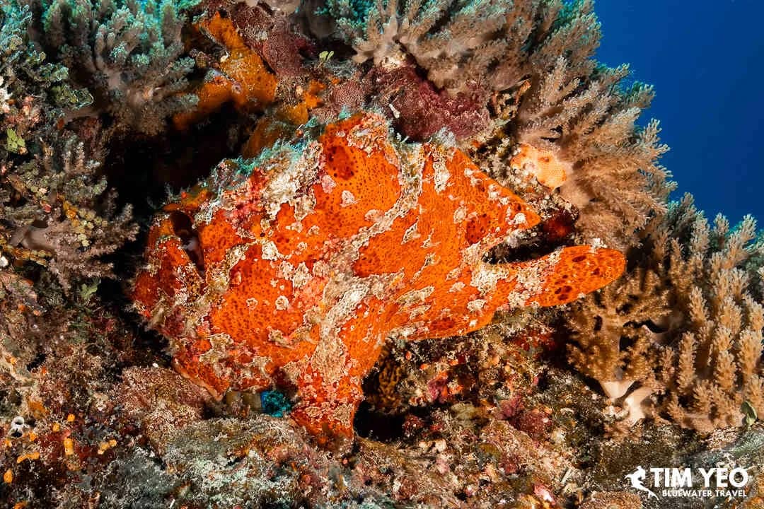 Zanzibar Diving & Tanzania Safari Trip Report Zanzibar Diving & Tanzania Safari Trip Report