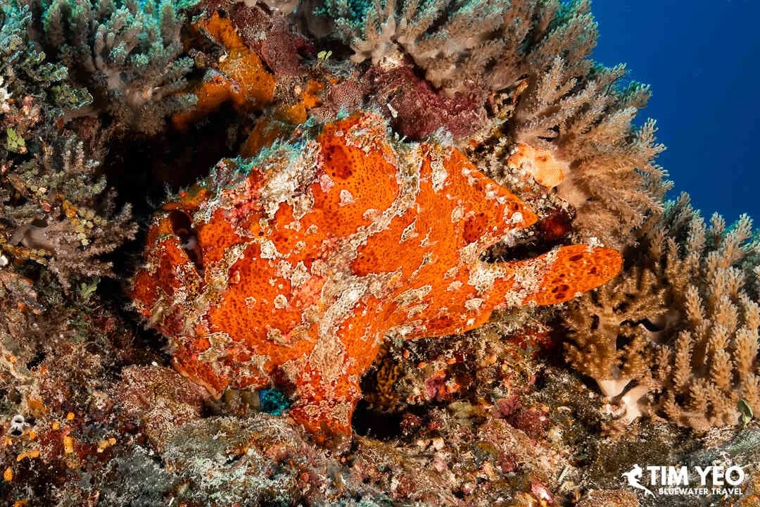 Zanzibar Diving & Tanzania Safari Trip Report - image Zanzibar Diving & Tanzania Safari Trip Report - image