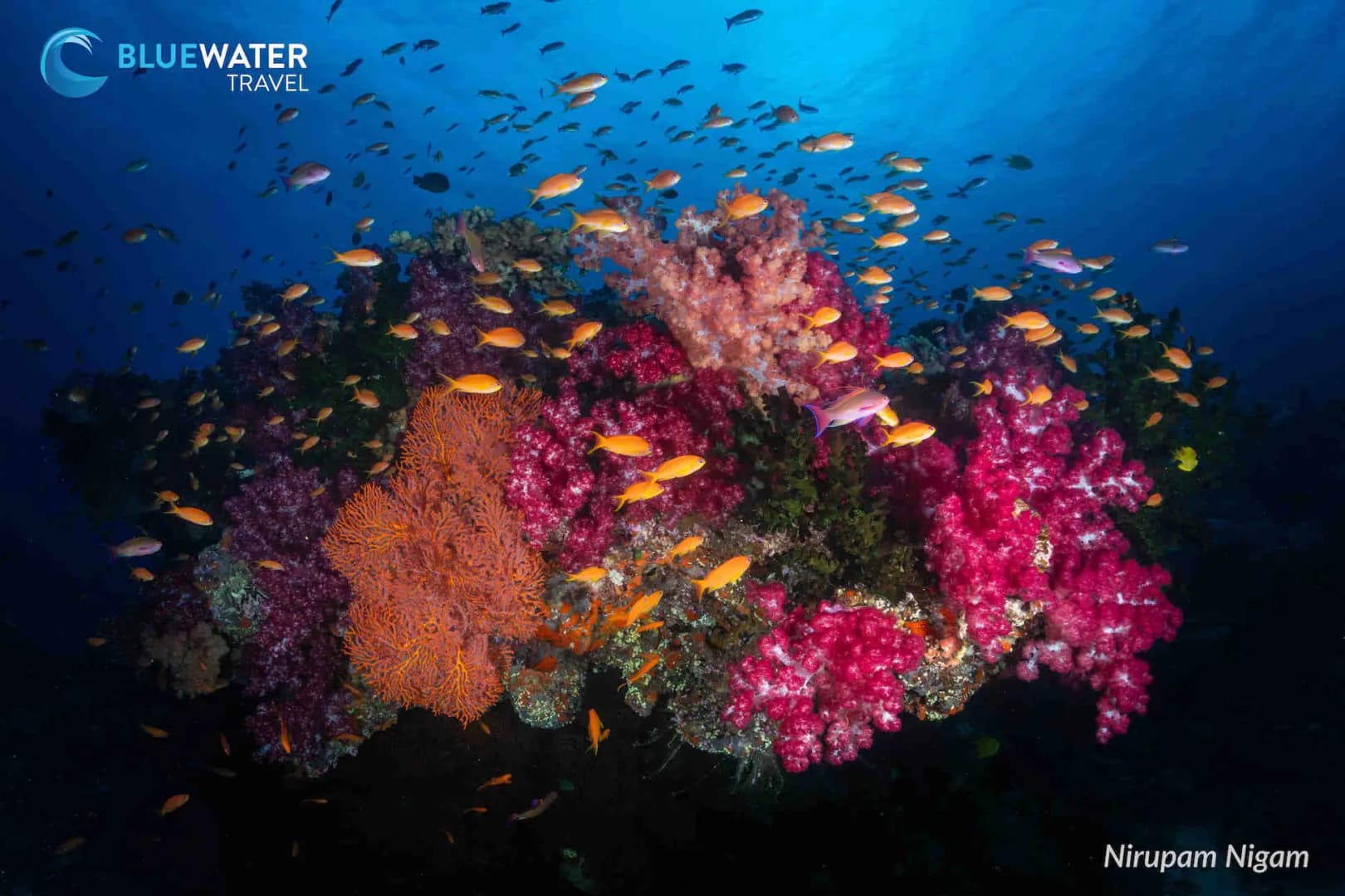 Fiji Trip Report 2024 - image Fiji Trip Report 2024 - image