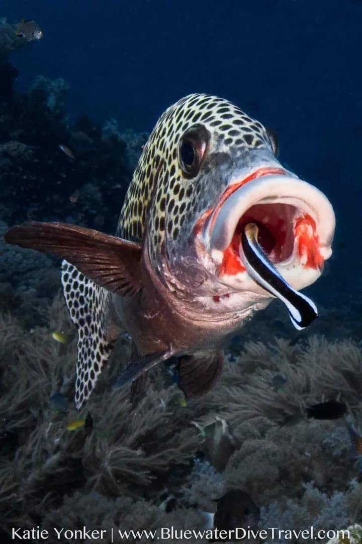 All Liveaboard Destinations - image All Liveaboard Destinations - image