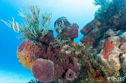 Top 10 Dive Sites in Cozumel - image Top 10 Dive Sites in Cozumel - image
