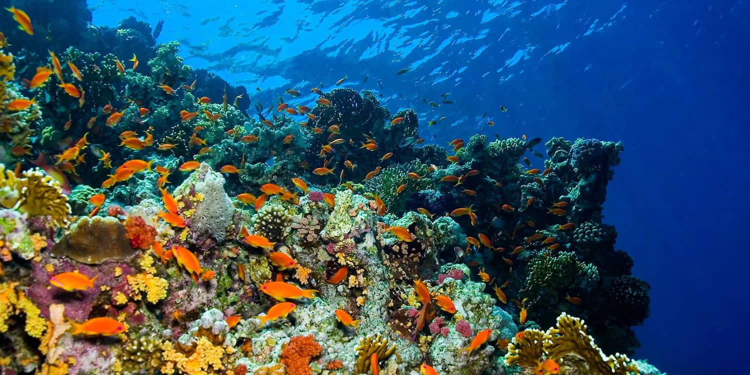 Oman Liveaboard Diving: Explore the Musandam with The Vision Oman Liveaboard Diving: Explore the Musandam with The Vision