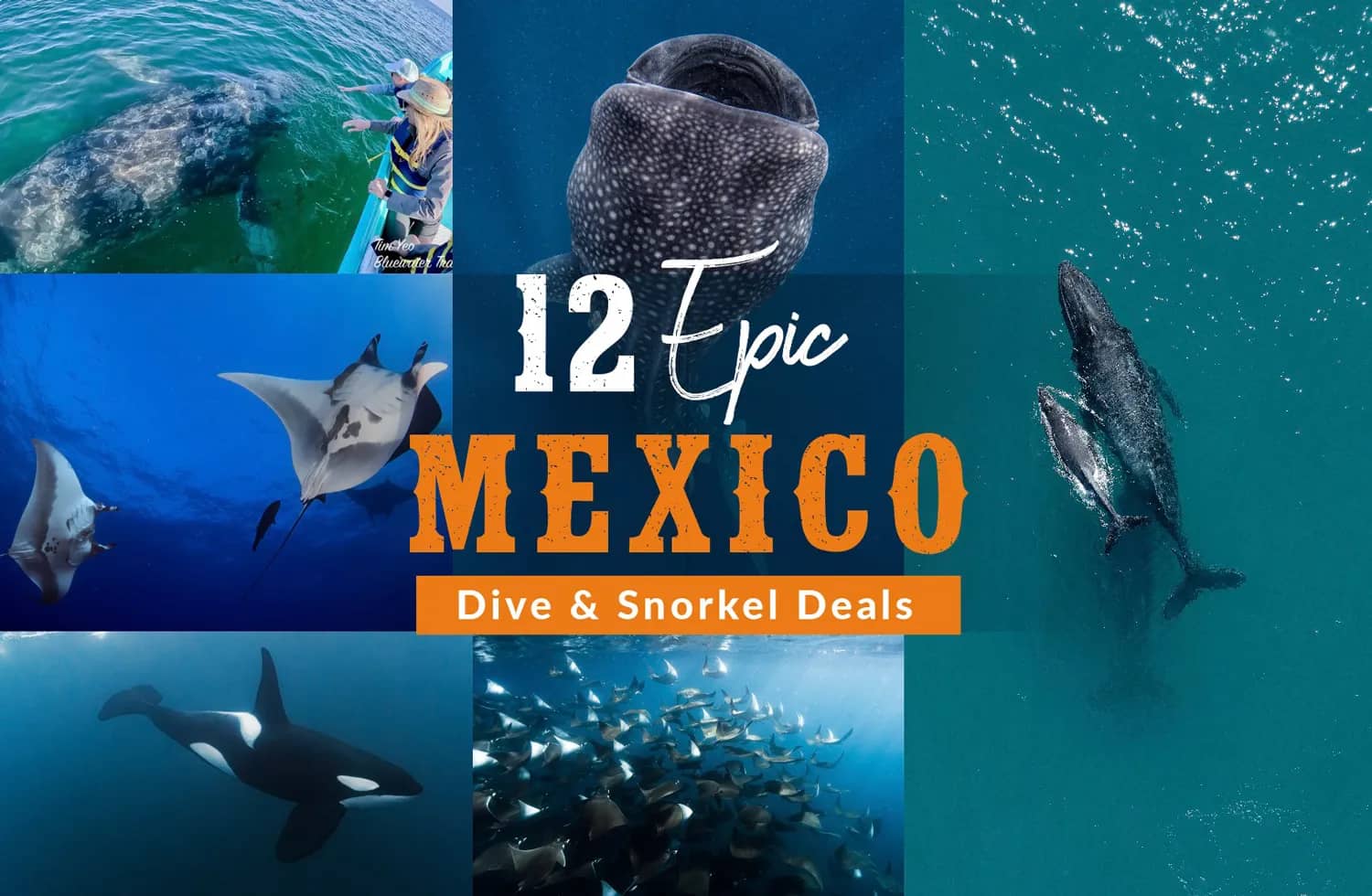 12 Epic Mexico Dive & Snorkel deals 12 Epic Mexico Dive & Snorkel deals