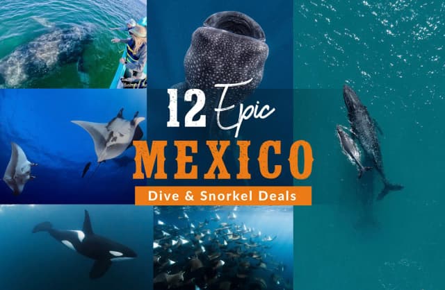 12 Epic Mexico Dive & Snorkel deals 12 Epic Mexico Dive & Snorkel deals
