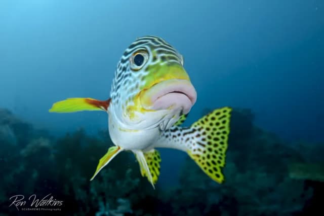 The Ultimate Guide to Eco‑Conscious Dive Travel in 2026 The Ultimate Guide to Eco‑Conscious Dive Travel in 2026