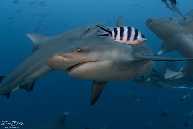 Beqa Lagoon’s Shark Dive Beqa Lagoon’s Shark Dive