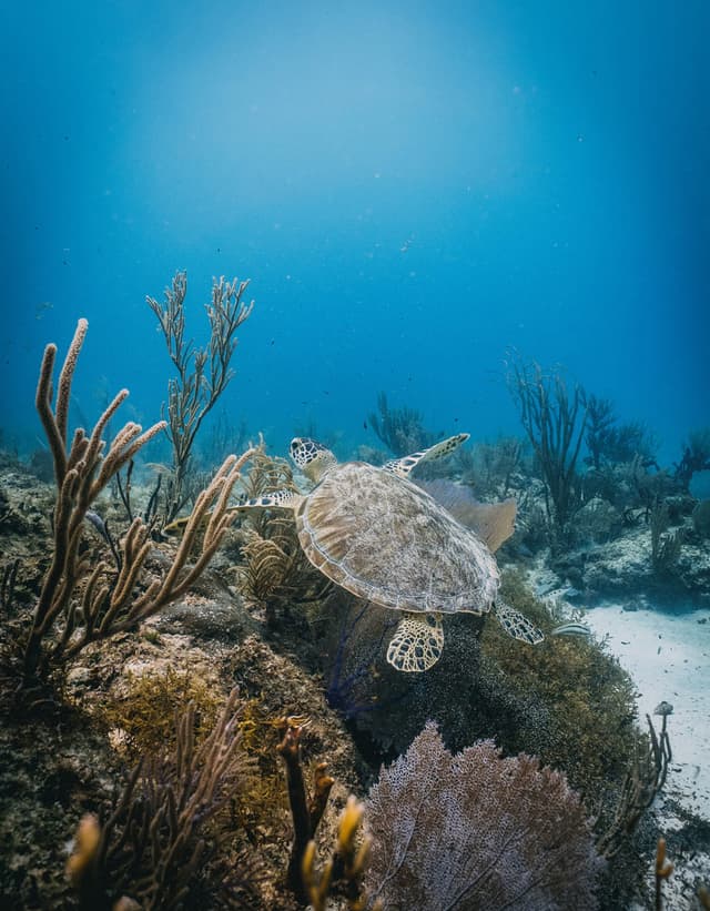 Diving in St Eustatius: Quiet Caribbean, Big Diving Diving in St Eustatius: Quiet Caribbean, Big Diving
