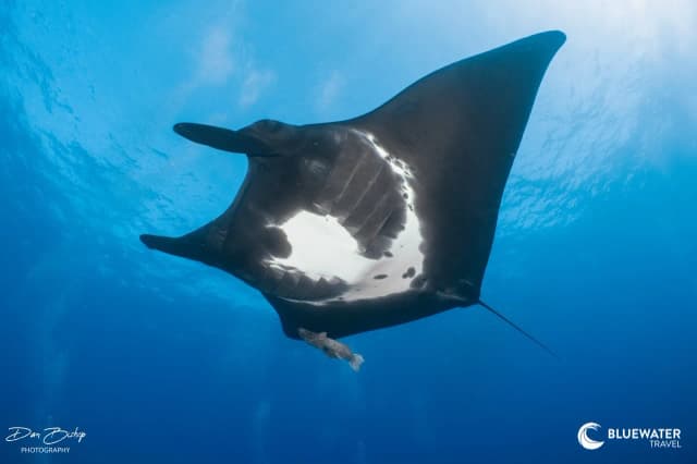 Socorro Trip Report 2026 Socorro Trip Report 2026