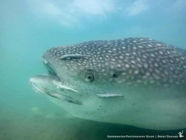 Scuba Diving in La Paz Scuba Diving in La Paz