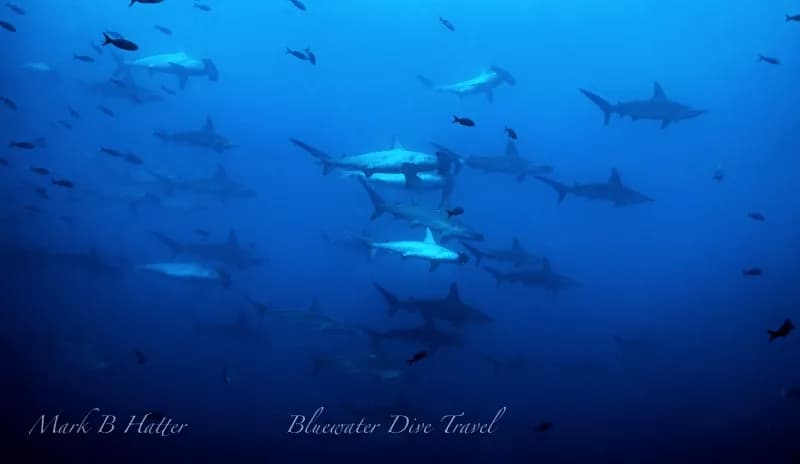 Scuba Diving in May - Top 3 Destinations - image Scuba Diving in May - Top 3 Destinations - image