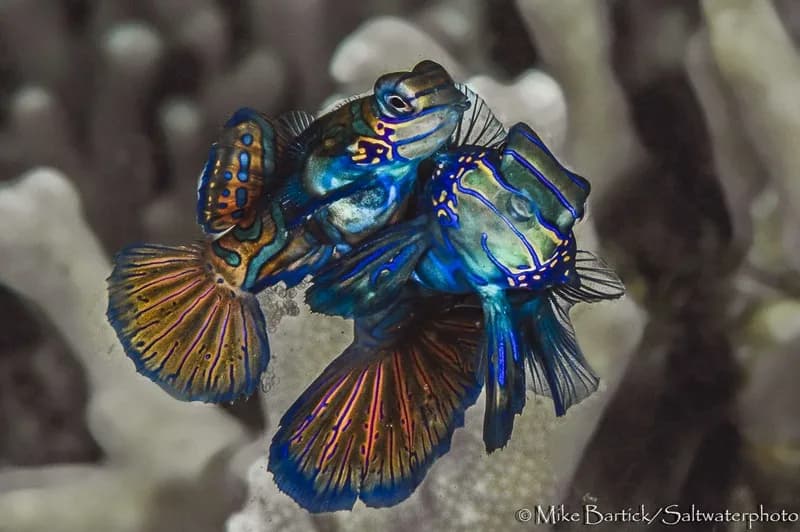 Lembeh Trip Report June 2014 - image Lembeh Trip Report June 2014 - image