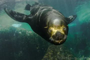 Sea of Cortez July 2014 Trip Report - image Sea of Cortez July 2014 Trip Report - image
