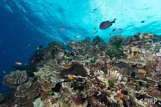 Liveaboard Diving with Mike Ball Dive Expeditions Liveaboard Diving with Mike Ball Dive Expeditions