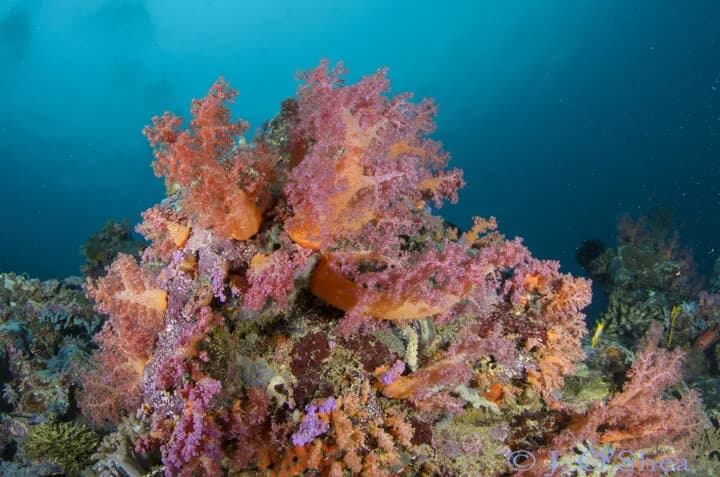 Solomon Islands Dive Trip Report - image Solomon Islands Dive Trip Report - image