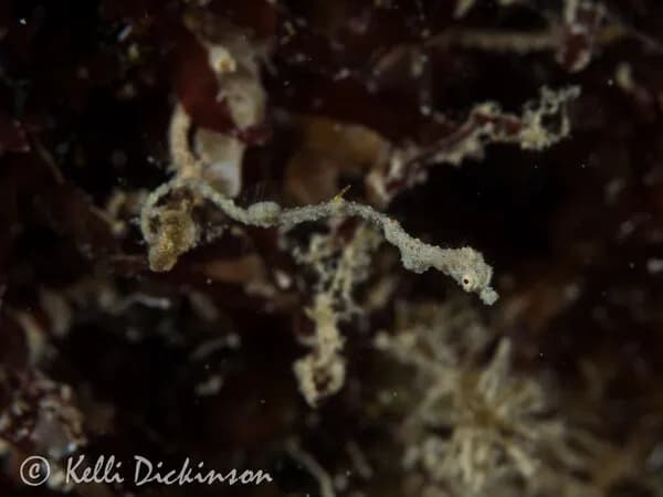 Anilao Workshop Trip Report - image Anilao Workshop Trip Report - image