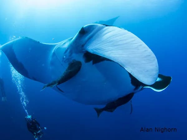 Socorro Islands Trip Report March 2015 - image Socorro Islands Trip Report March 2015 - image