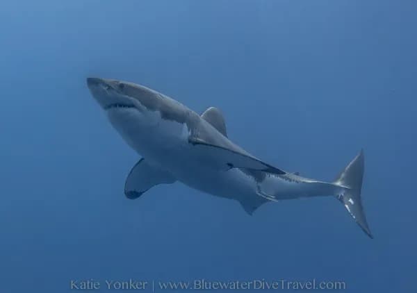 Guadalupe Trip Report - September 2015 - image Guadalupe Trip Report - September 2015 - image