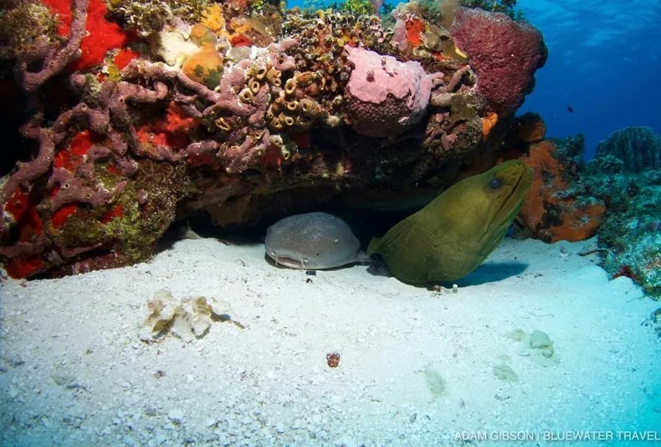 Cozumel Trip Report December 2015 - image Cozumel Trip Report December 2015 - image