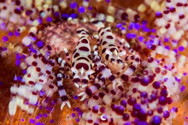 Anilao Workshop Trip Report December 2015 - image Anilao Workshop Trip Report December 2015 - image