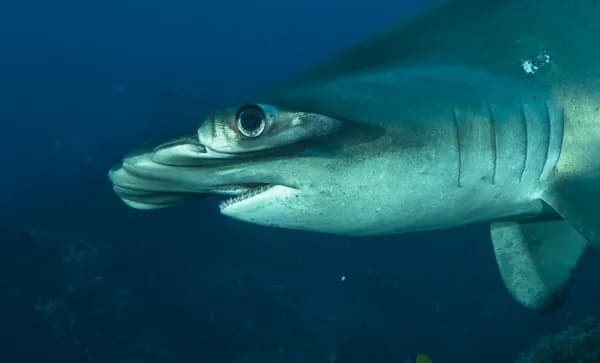 Galapagos Epic Dive Trip Report Feb 2016 - image Galapagos Epic Dive Trip Report Feb 2016 - image