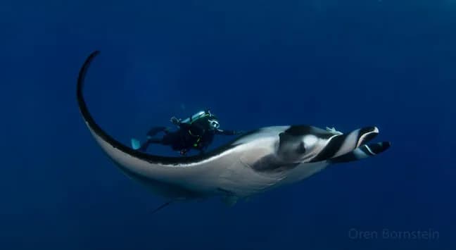 Bluewater Travel and Eco Dive Center Socorro Trip Recap - image Bluewater Travel and Eco Dive Center Socorro Trip Recap - image