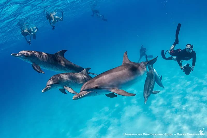 Bimini, Bahamas Trip Report - image Bimini, Bahamas Trip Report - image