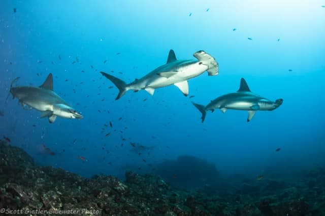 Best Scuba Diving in Mexico - Top 9 Best Scuba Diving in Mexico - Top 9