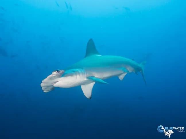 Bluewater Travel's Cocos Island Trip Recap - image Bluewater Travel's Cocos Island Trip Recap - image