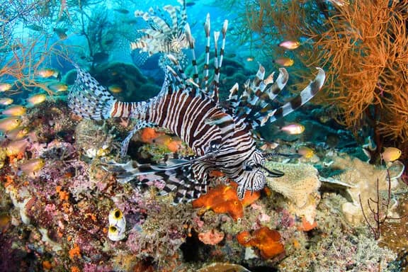 Bluewater Photo Workshop Aboard the Raja Ampat Aggressor - image Bluewater Photo Workshop Aboard the Raja Ampat Aggressor - image