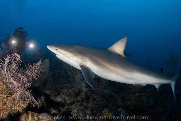 Cuba Trip Report 2017 - image Cuba Trip Report 2017 - image