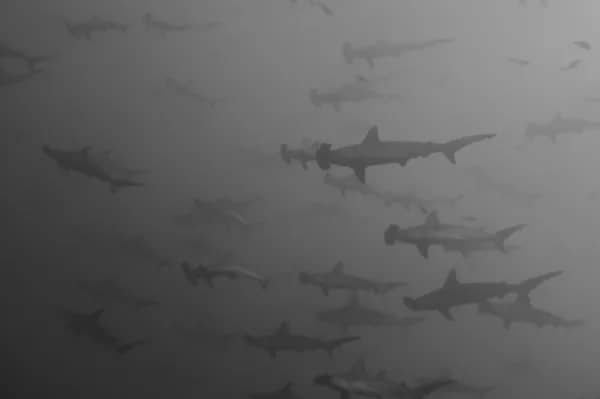 Top Remote & Off The Beaten Track Dive Destinations Top Remote & Off The Beaten Track Dive Destinations