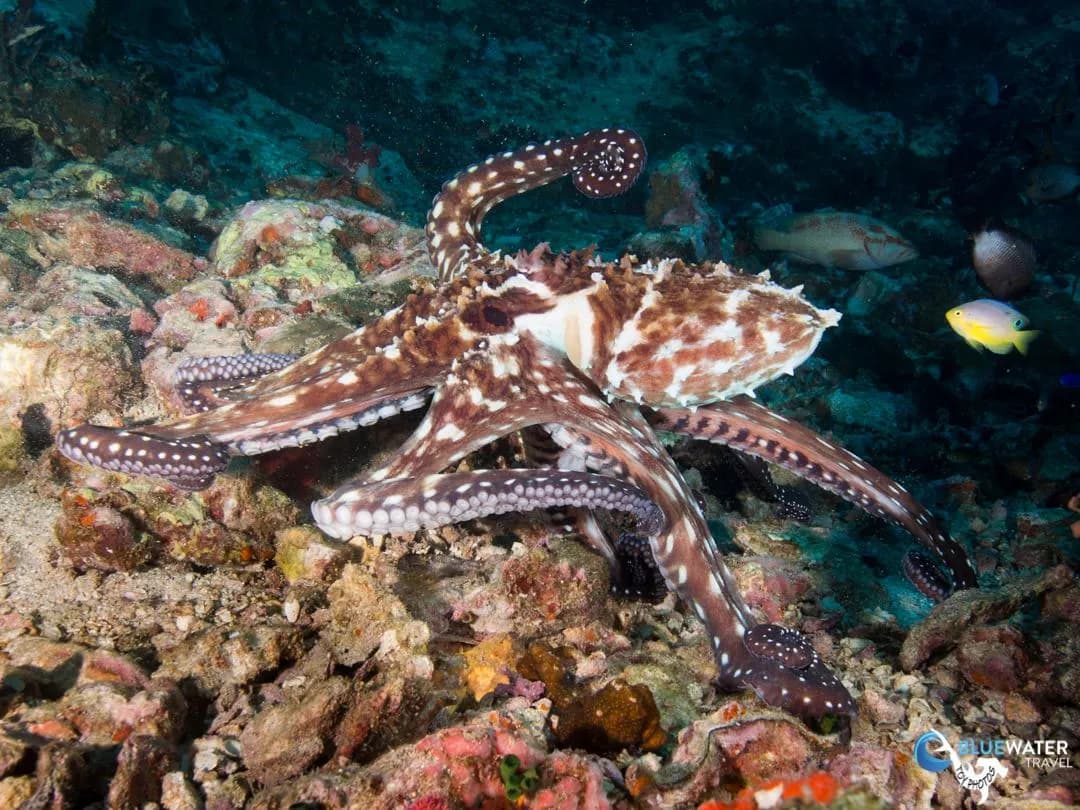 Bluewater Travel and Eco Dive Center Thailand Trip Recap - image Bluewater Travel and Eco Dive Center Thailand Trip Recap - image