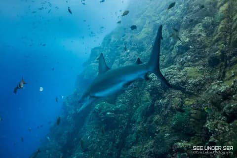 Trip Report of 2017 Socorro Photo Workshop - image Trip Report of 2017 Socorro Photo Workshop - image