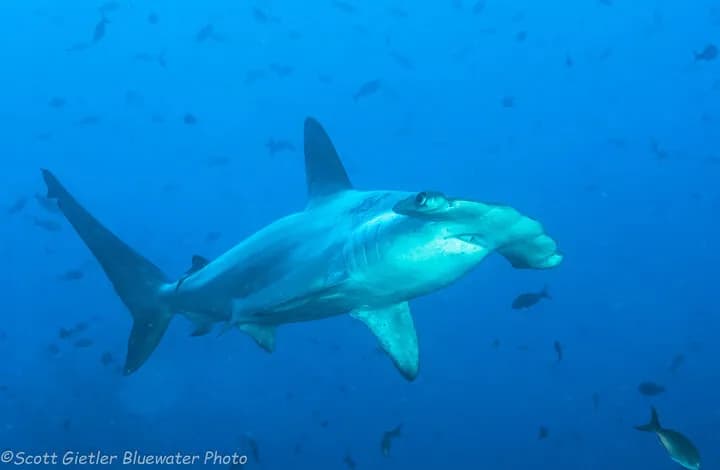 Galapagos 2017 Trip Report - image Galapagos 2017 Trip Report - image