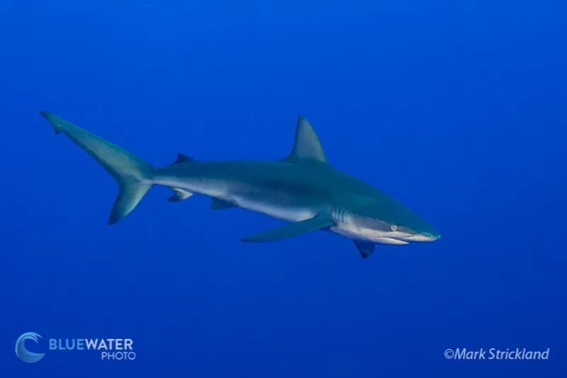Trip Report of 2017 Socorro Workshop by Mark Strickland - image Trip Report of 2017 Socorro Workshop by Mark Strickland - image
