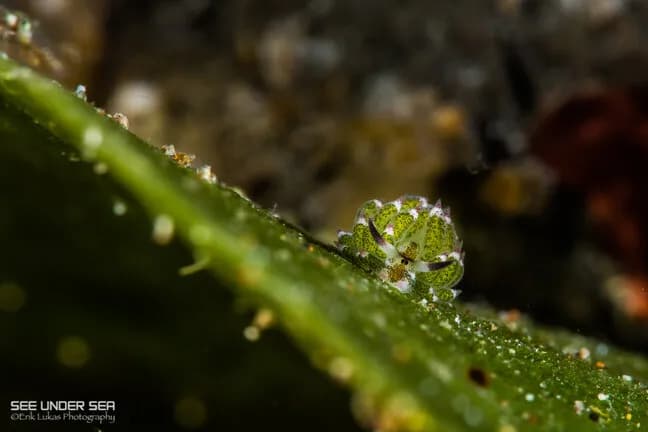 Anilao Photo Workshop Report 2017 - image Anilao Photo Workshop Report 2017 - image