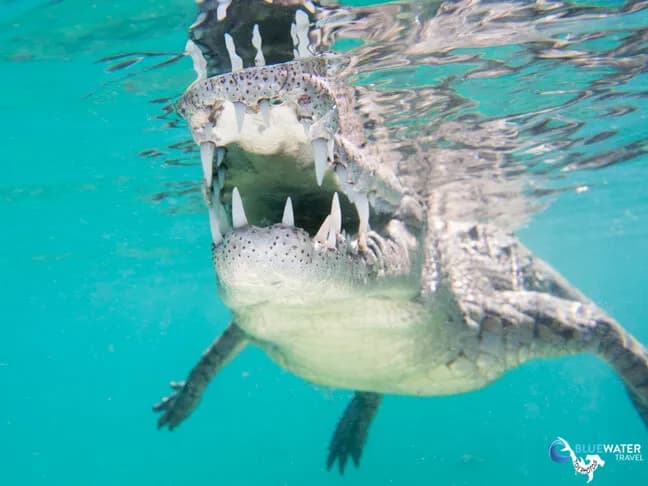 Bluewater Travel and Eco Dive Center Cuba Trip Recap - image Bluewater Travel and Eco Dive Center Cuba Trip Recap - image