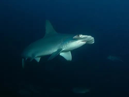 Best Scuba Diving in Malpelo Island - image Best Scuba Diving in Malpelo Island - image