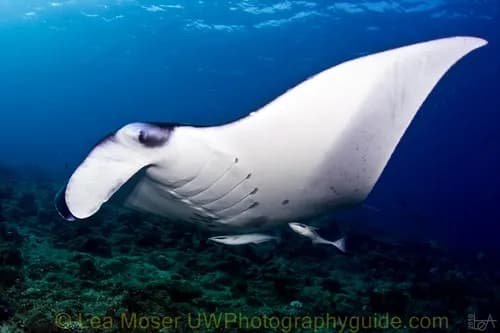 Best Scuba Diving in Maldives - image Best Scuba Diving in Maldives - image